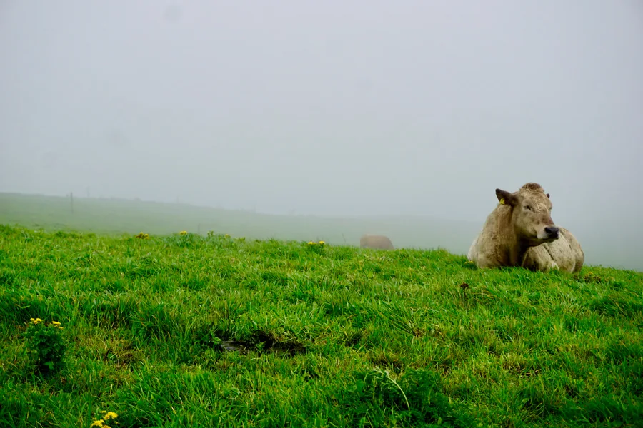 Cattle at pasture on a misty morning